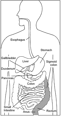 Upper Endoscopy Graph